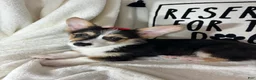 Welsh Corgi Pembroke dogs for sale: Carmen - Ad 4
