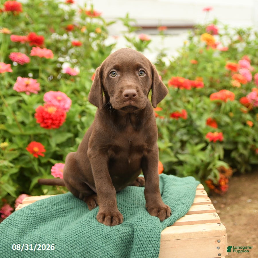 Labrador Retriever dogs Krissy - Ad 2