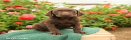 Labrador Retriever dogs for sale: Krissy - Ad 2