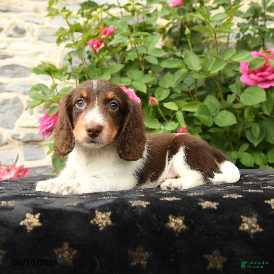 Miniature Dachshund dogs for sale: Taco - Ad 1