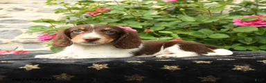 Taco
