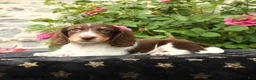 Miniature Dachshund dogs for sale: Taco - Ad 1