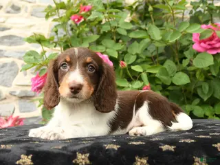 Miniature Dachshund dogs for sale: Taco - Ad 1