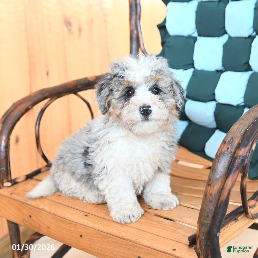 Mini Bernedoodle dogs Wags - Ad 7