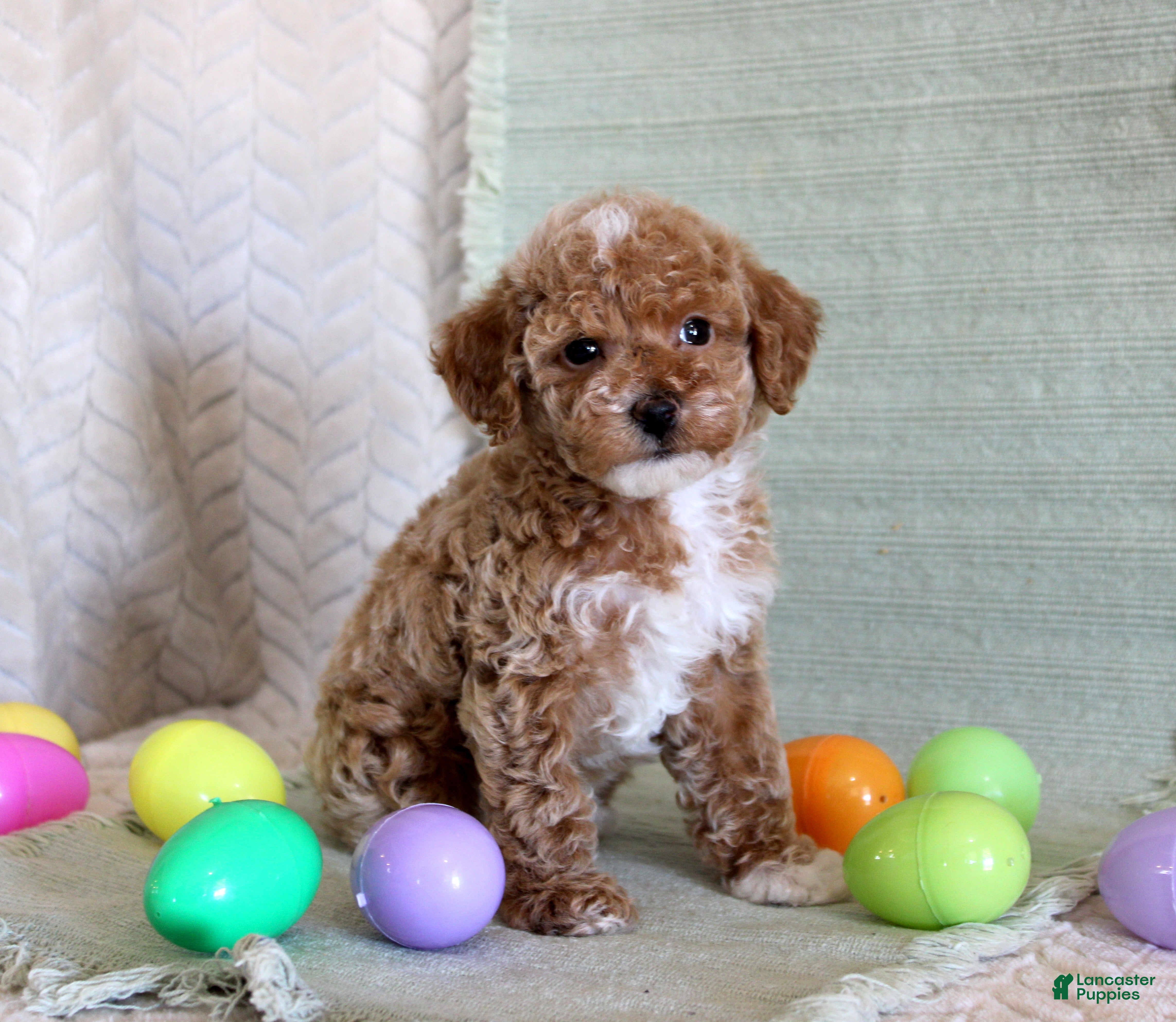Toy Poodle dogs Ollie - Ad 21