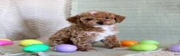 Toy Poodle dogs for sale: Ollie - Ad 1