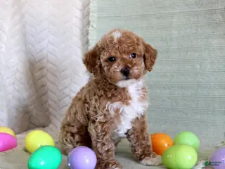 Toy Poodle dogs Ollie - Ad 21