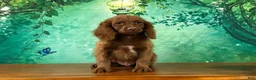 Cockapoo dogs for sale: Hershey - Ad 4