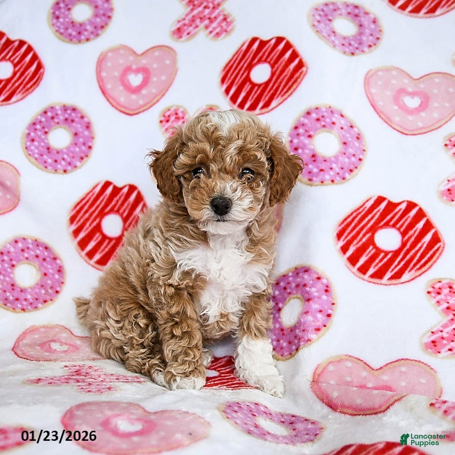 Toy Poodle dogs Jasper - Ad 29