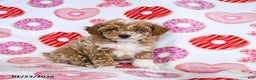 Toy Poodle dogs for sale: Jasper - Ad 1