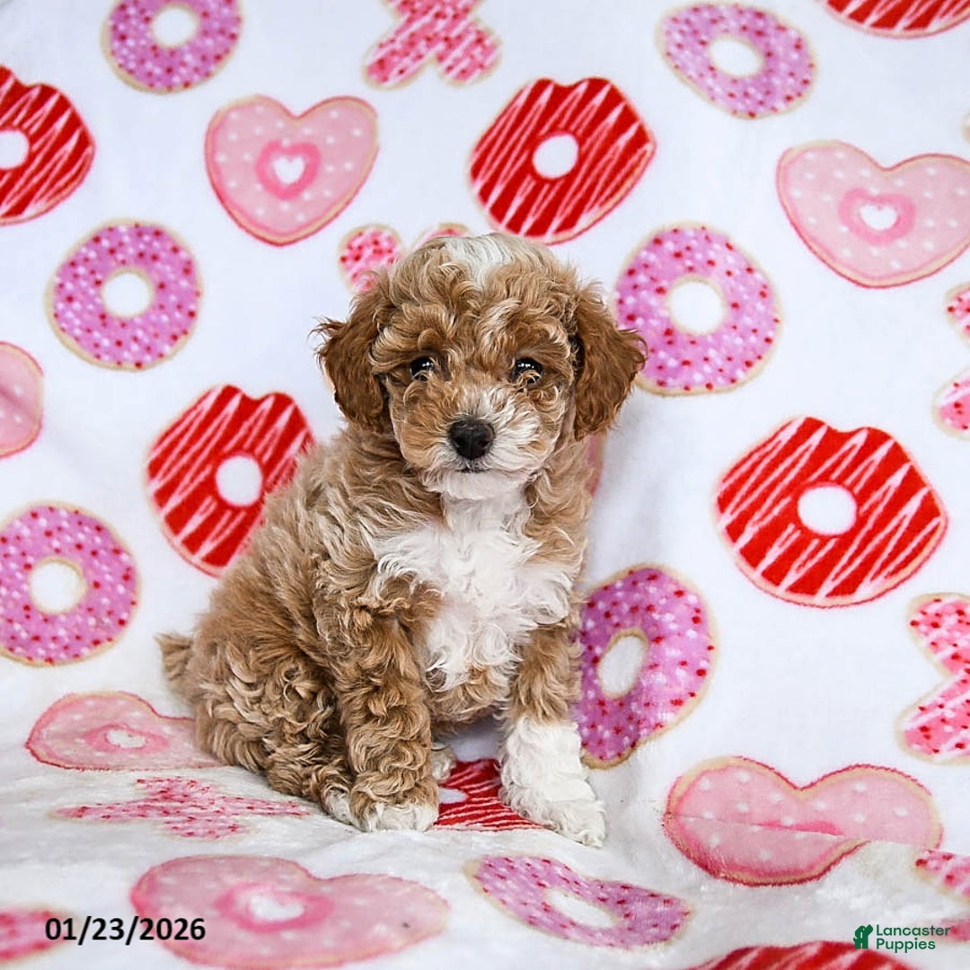 Toy Poodle dogs for sale: Jasper - Ad 1