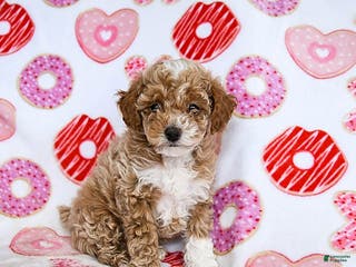 Toy Poodle dogs Jasper - Ad 29