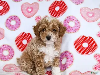 Toy Poodle dogs Jasper - Ad 35