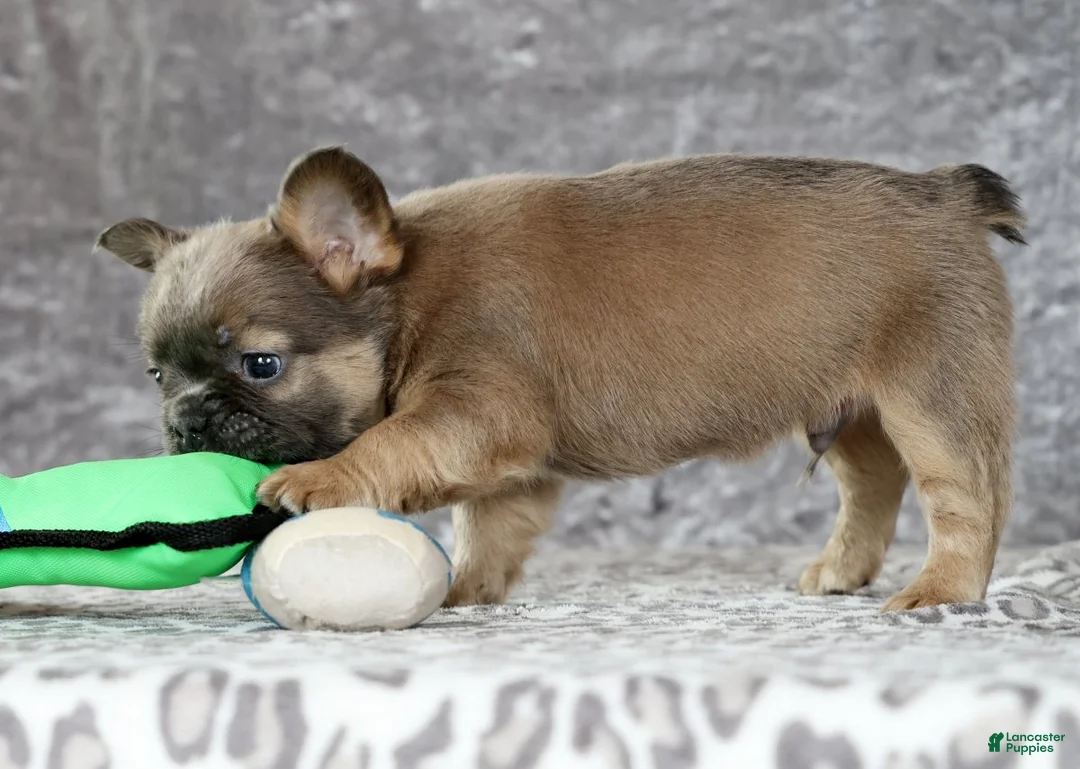 French Bulldog dogs for sale: Nick - Ad 8
