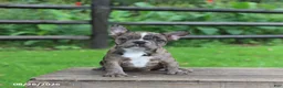 Frenchton dogs for sale: Katie - Ad 4