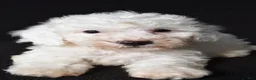 Bichon Frise dogs for sale: Bobby - Ad 7