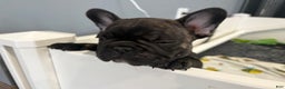 French Bulldog dogs for sale: French Bulldog Puppy 2 female (pink collar) - Ad 2