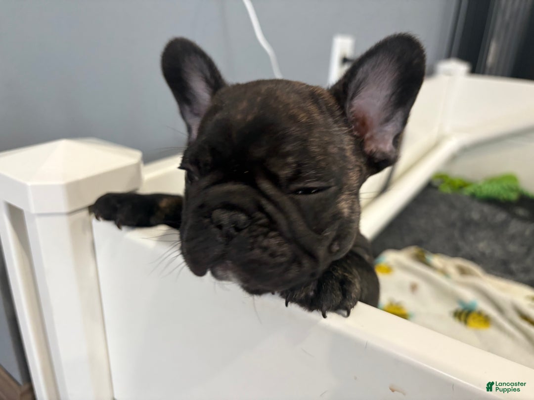 French Bulldog dogs for sale: French Bulldog Puppy 2 female (pink collar) - Ad 2