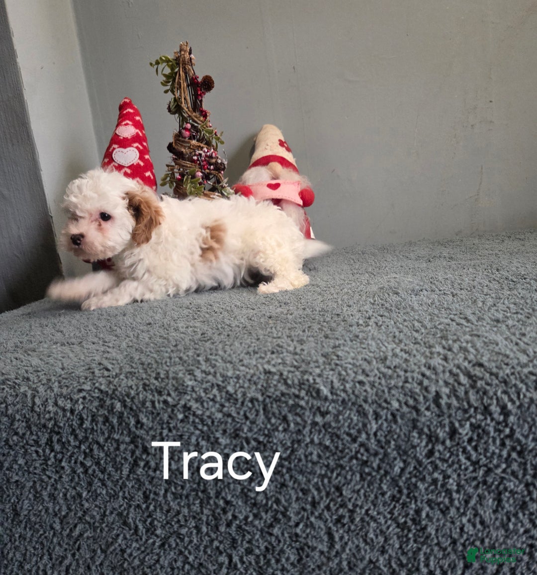 Cavapoo dogs for sale: Tracy  - Ad 3