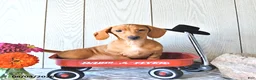 Miniature Dachshund dogs for sale: Casey - Ad 3