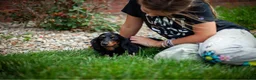 Miniature Dachshund dogs for sale: Tucker - Ad 6