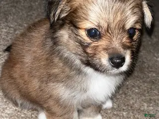 Pomeranian dogs Pomeranian Puppy 4 - Ad 10