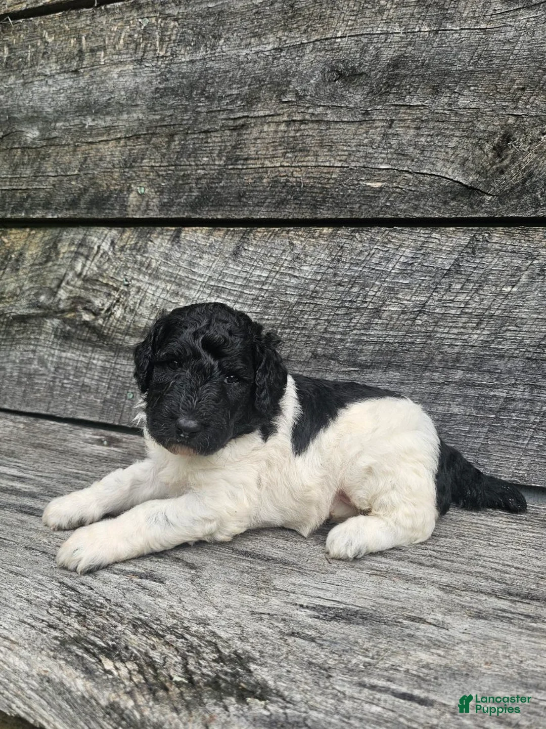 Standard Poodle dogs for sale: Harper - Ad 4