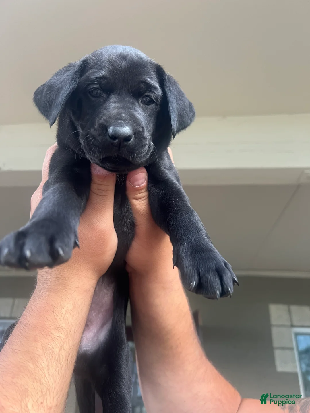 Mixed Breed dogs for sale: Mixed Breed 3 - Ad 2