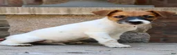 Jack Russell Terrier dogs for sale: UKC Zane - Ad 6