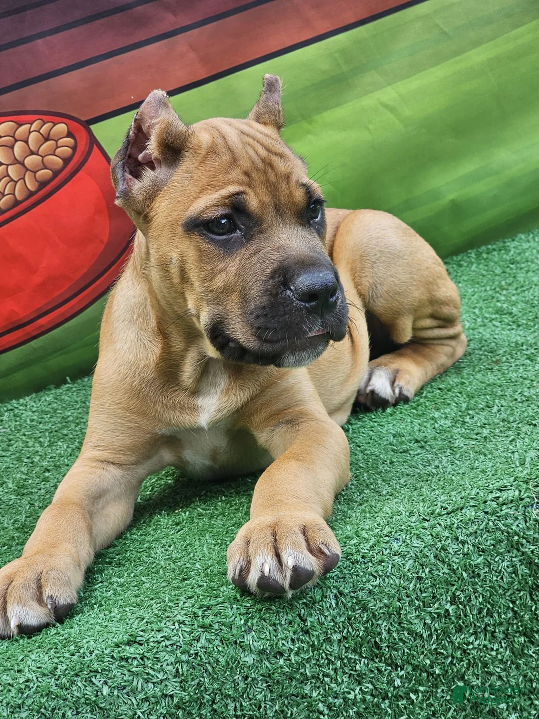 Cane Corso dogs for sale: BONNIE - Ad 1