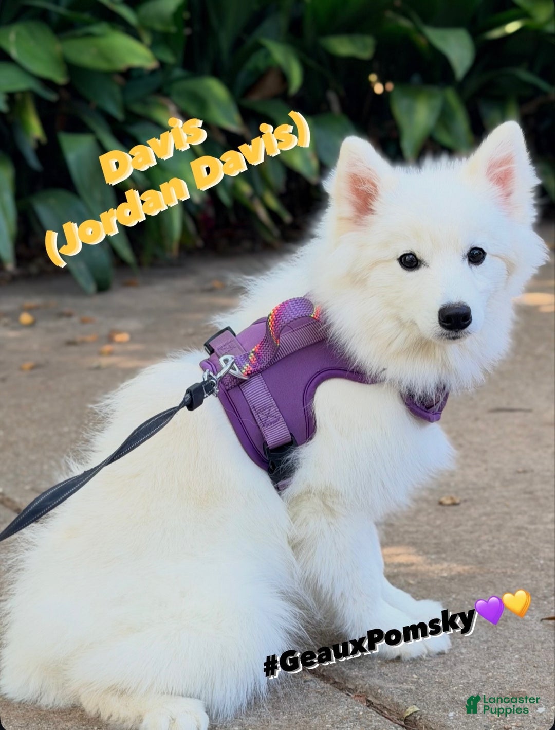 Mixed Breed dogs for sale: Davis  - Ad 1