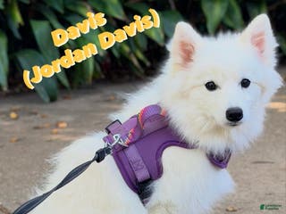 Mixed Breed dogs Davis - Ad 13