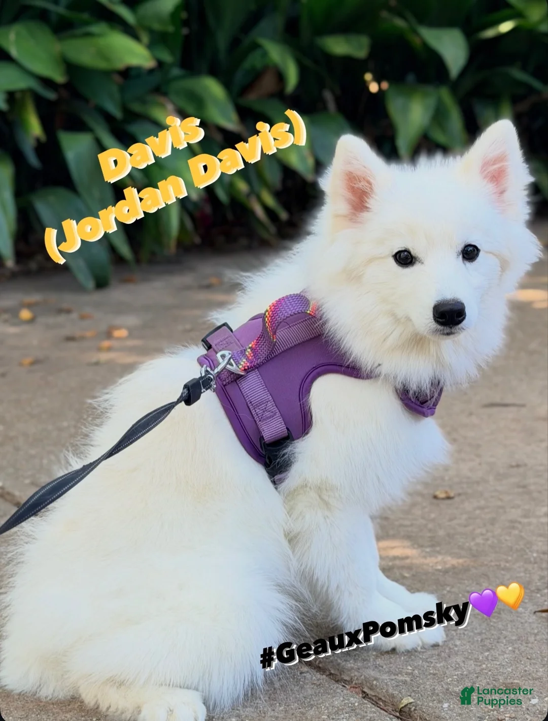 Mixed Breed dogs for sale: Davis  - Ad 1