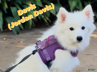 Mixed Breed dogs Davis - Ad 10