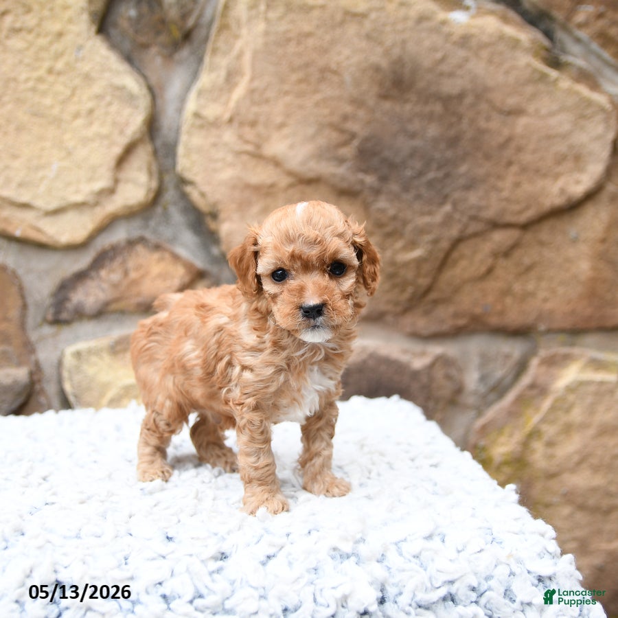 Cavapoo dogs Slate - Ad 2