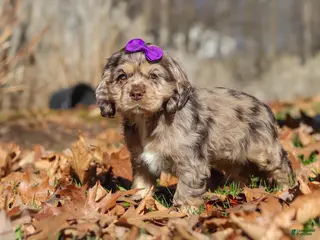 Cocker Spaniel dogs for sale: Haley - Ad 1