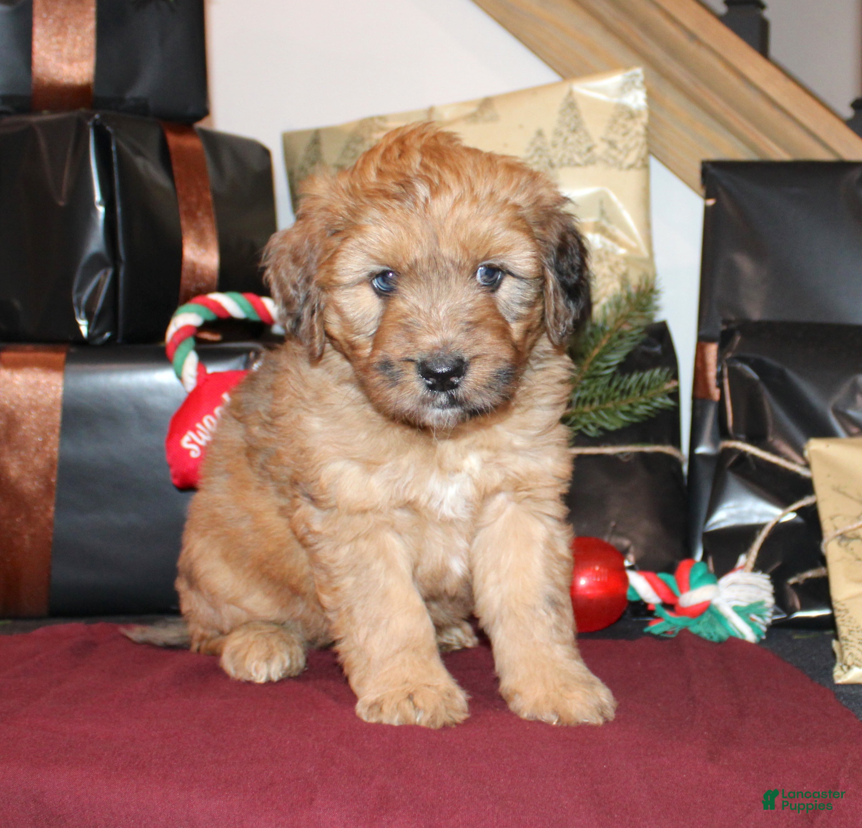 Whoodle dogs Levi - Ad 6