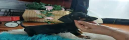 Miniature Dachshund dogs for sale: Suzies black and tan boy. Hand Delivery  - Ad 4