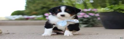 Miniature Australian Shepherd dogs for sale: Frankie - Ad 1