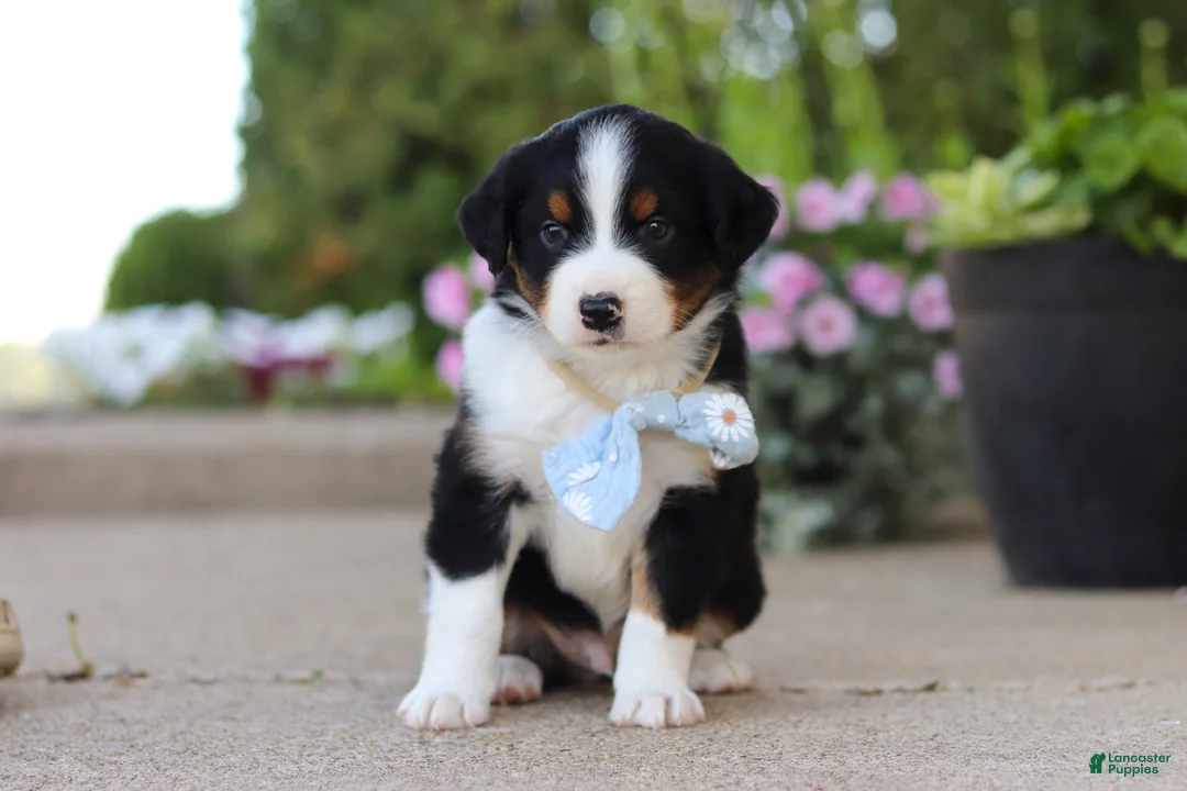 Miniature Australian Shepherd dogs for sale: Frankie - Ad 1