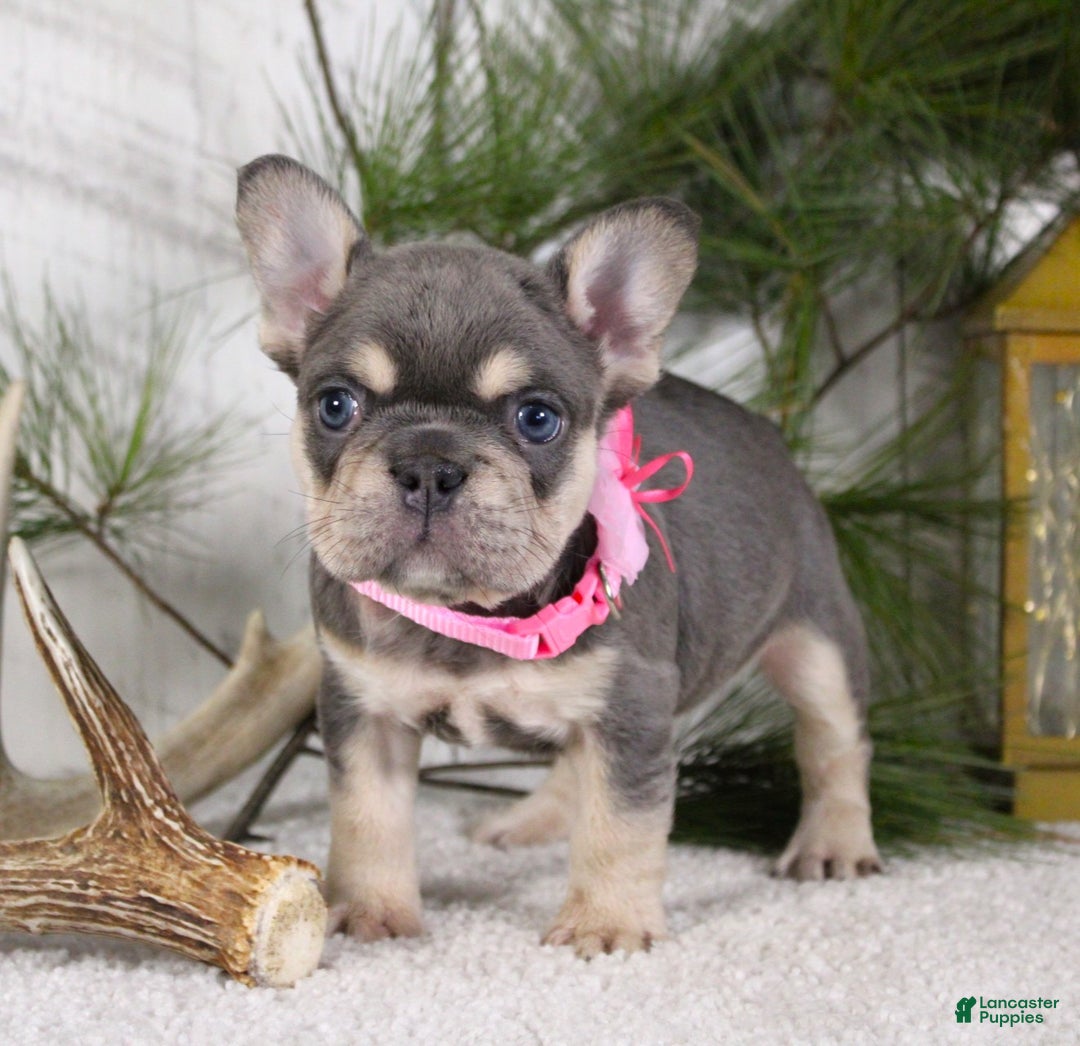 French Bulldog dogs for sale: Macy - Ad 1
