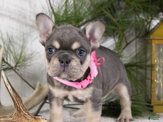 French Bulldog dogs Macy - Ad 12