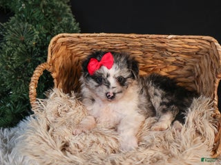 Mini Aussiedoodle dogs Gabby - Ad 30