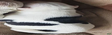 Female 3