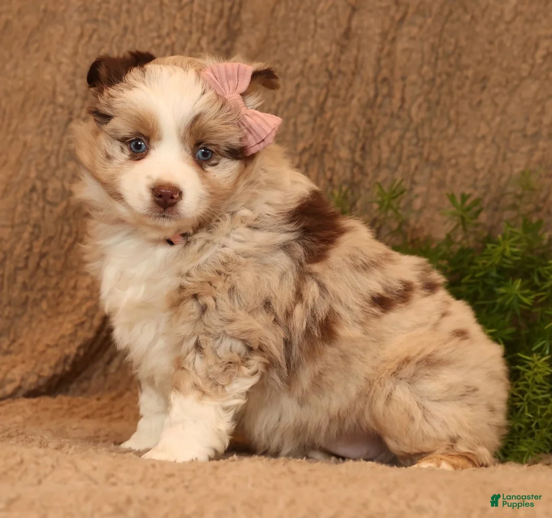 Miniature Australian Shepherd dogs for sale: Callie - Ad 3