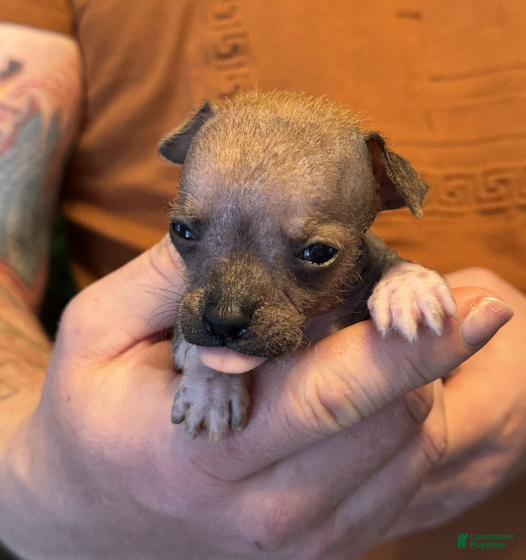 Mixed Breed dogs for sale: Chief - Ad 7