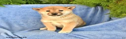 Shiba Inu dogs for sale: Dick  - Ad 2