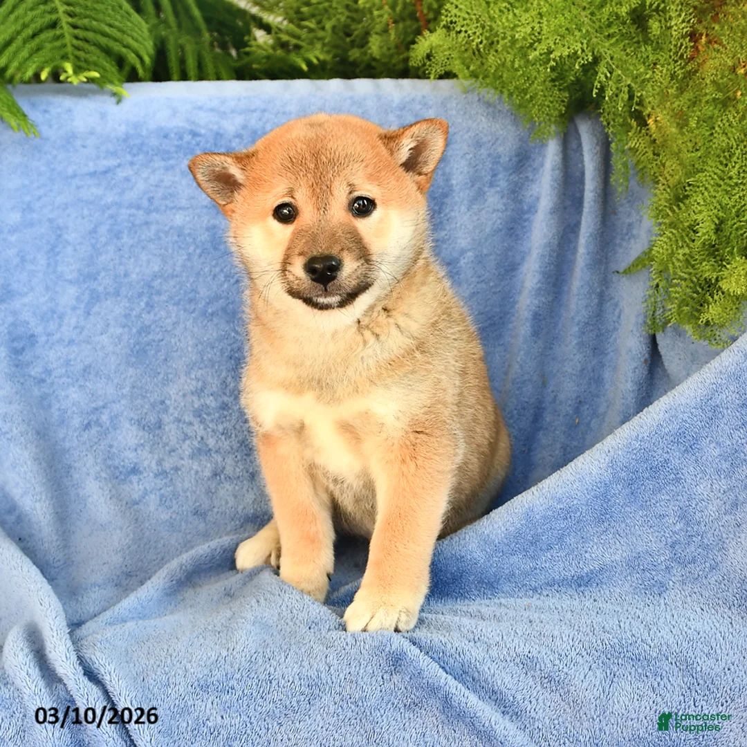Shiba Inu dogs for sale: Dick  - Ad 2