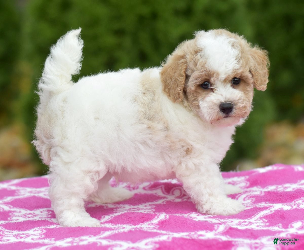 Bichpoo dogs Flint - Ad 2