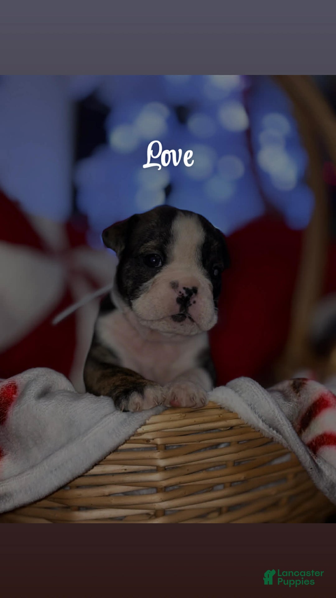 English Bulldog dogs for sale: Love - Ad 1